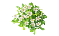 Brahmi
