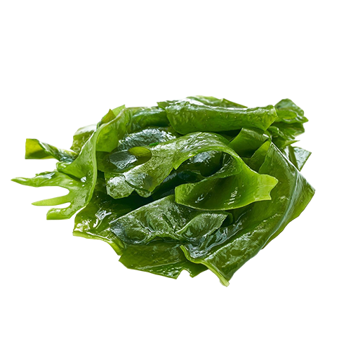 Green Algae