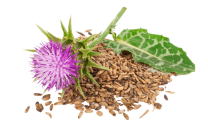 Milk Thistle