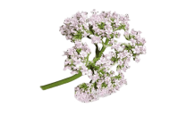 Valerian