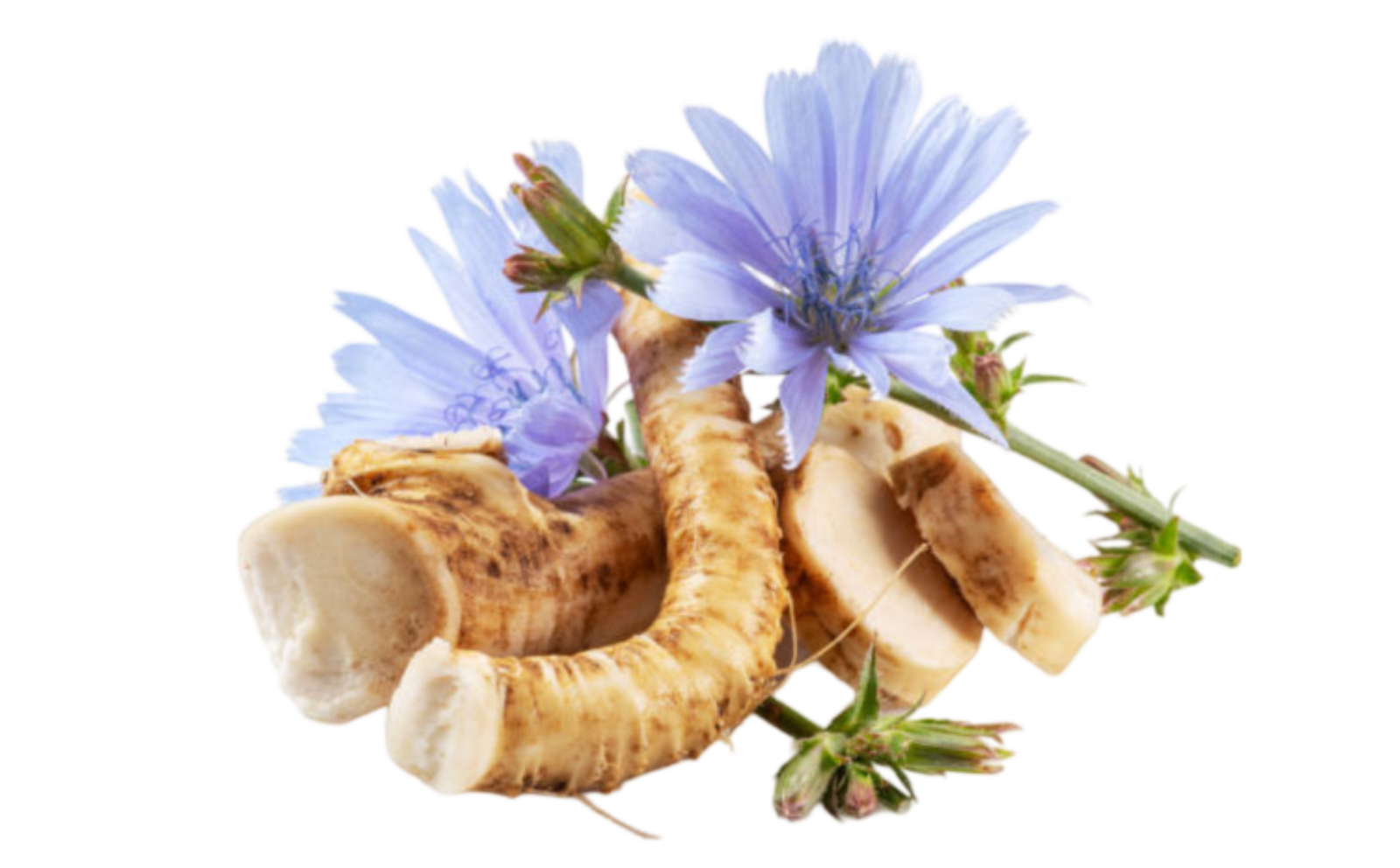 Chicory