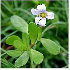 Bacopa Monnieri