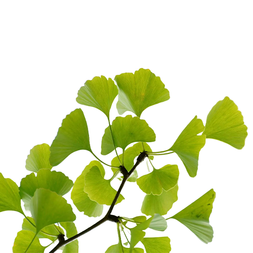 Ginkgo Biloba