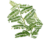 Biotin from Jayanti