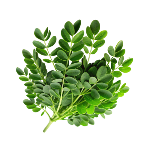Moringa