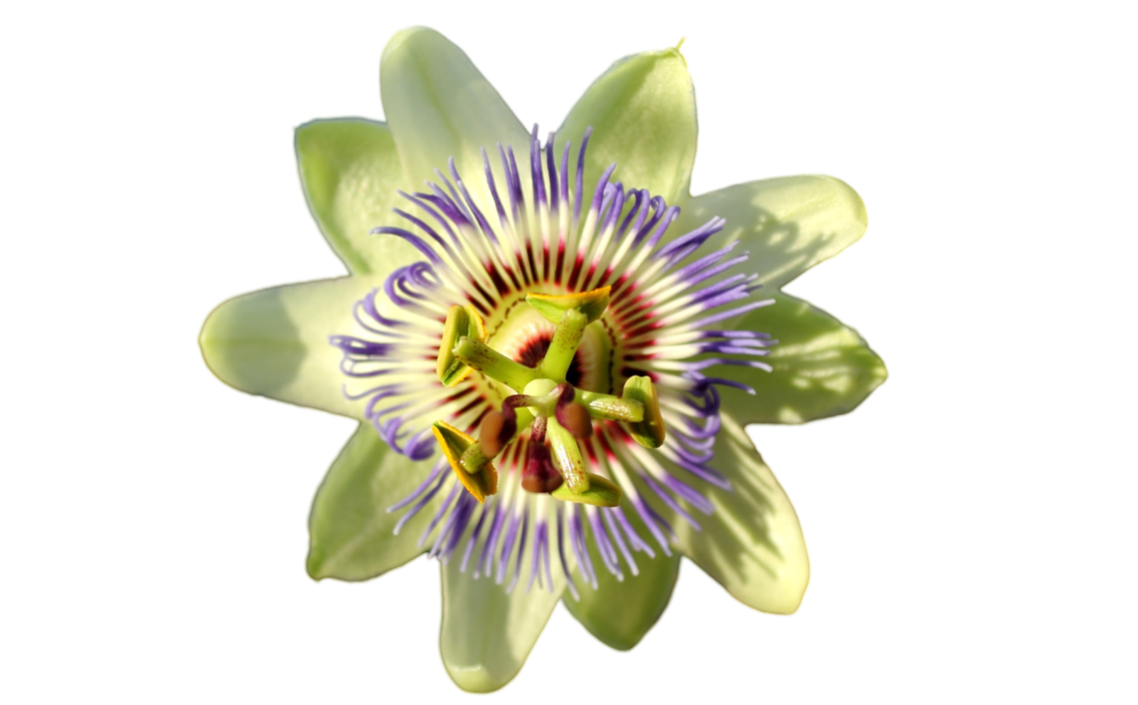 Passion Flower
