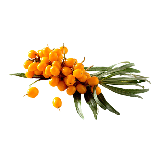 Sea Buckthorn