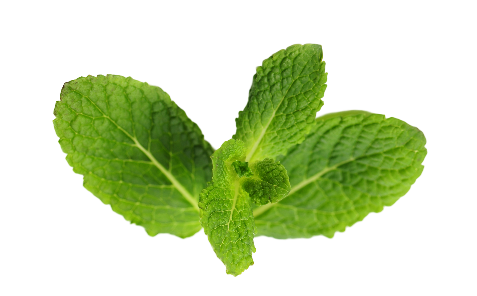 Tulsi